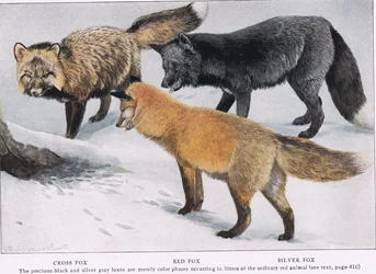 CrossRedとSilver Foxes
